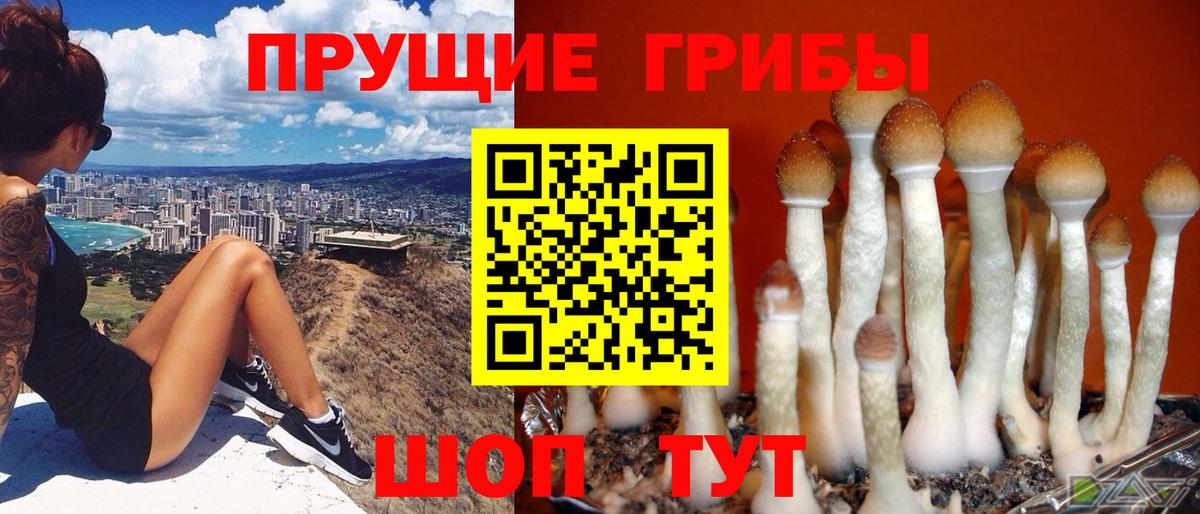 Галлюциногенные грибы Psilocybe Городец